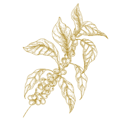 filigrana_caffe-bio