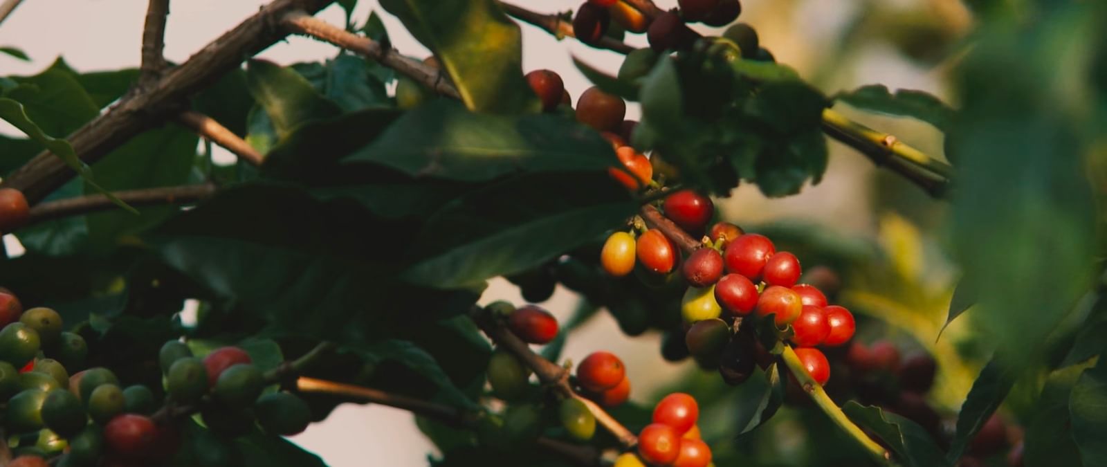 cf3f1410-9833-4b2d-94c6-ed0a0a56c828