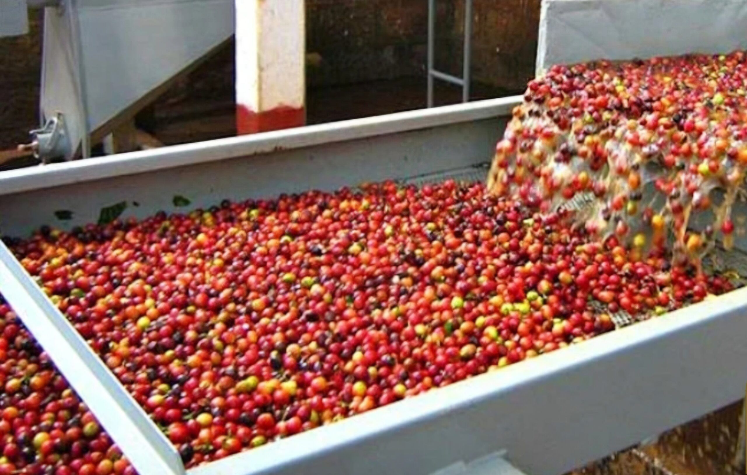 Colombia Finca La Colmena