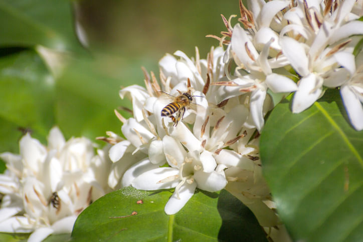 Coffee Flower with Bee