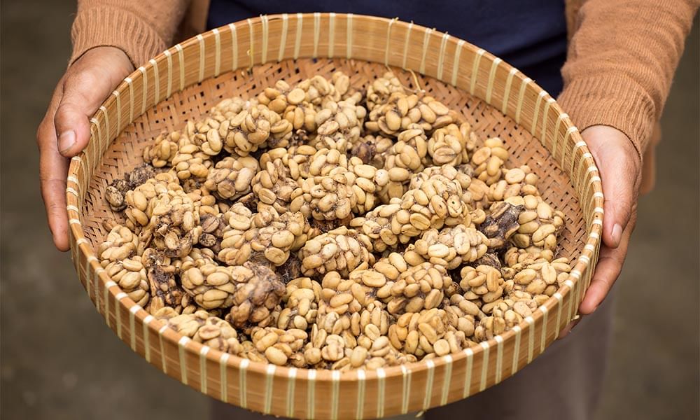 Kopi Luwak