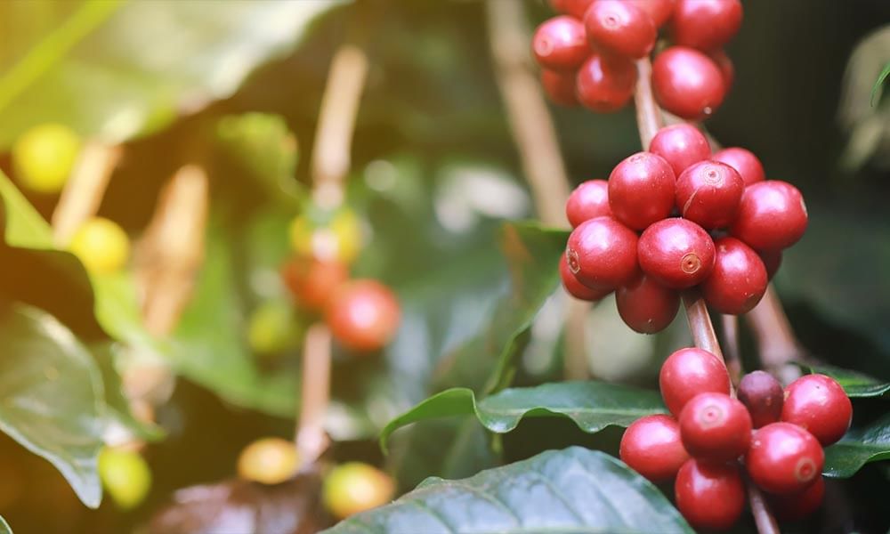 Pianta del caffè: origini delle piantagioni e varietà botaniche