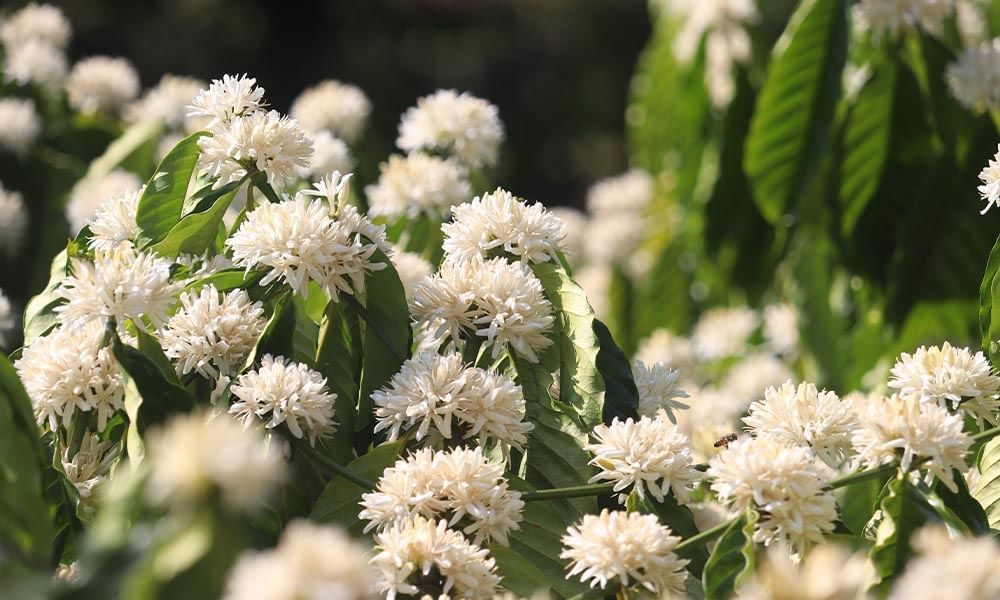 piantagioni di caffè