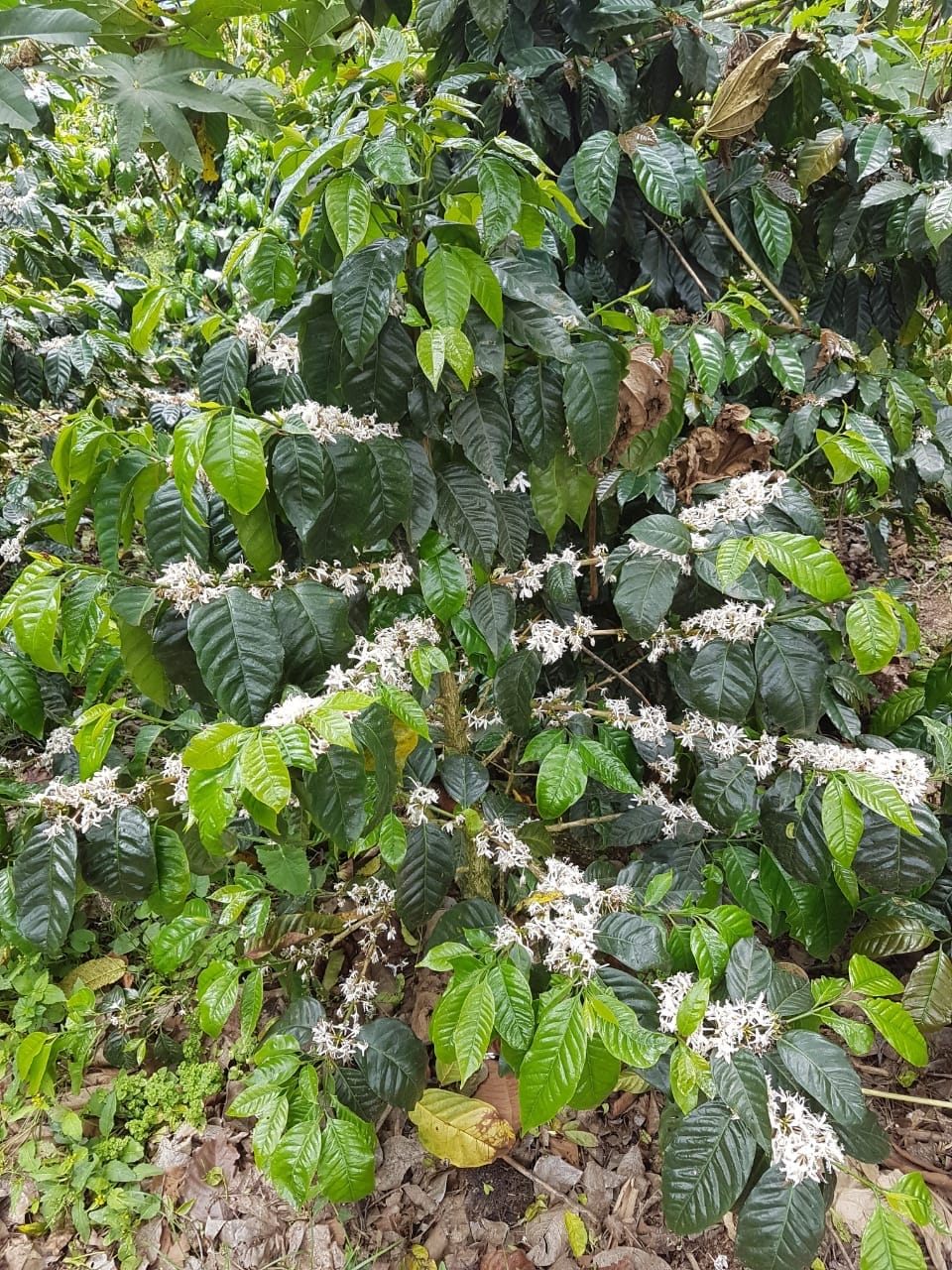 NICARAGUA_Pacamara_la benedicion_2