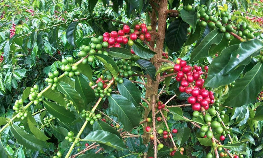 Il caff&egrave; dell&rsquo;Ecuador, un futuro all&rsquo;insegna della qualit&agrave;
